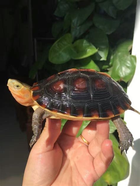 黃緣閉殼龜飼養|黄缘盒龟